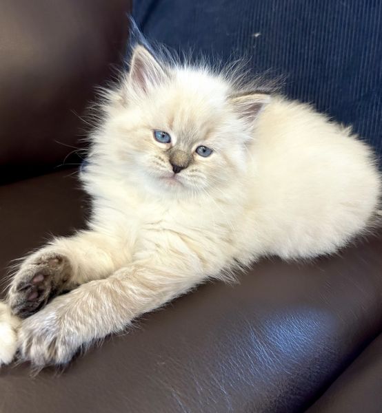 Beautiful Siberian kittens