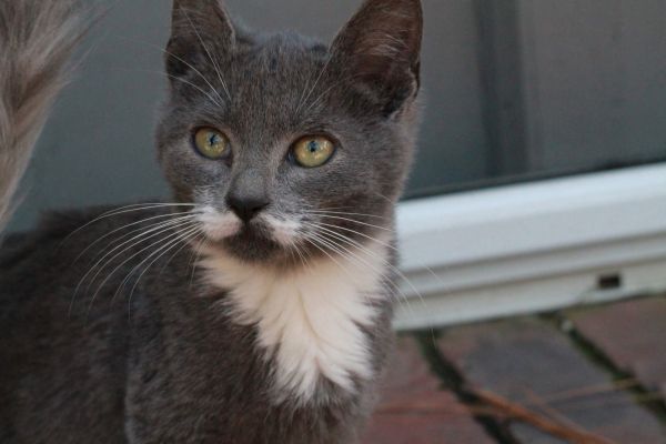 Kittens for adoption! Mixed breed. NOT HYPOALLERGENIC