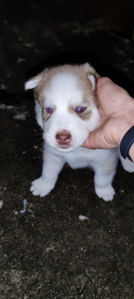 SIBERIAN HUSKY PUPPY
