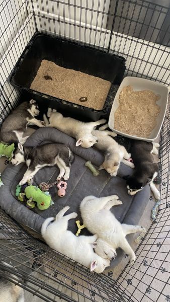 Husky Mix Puppies