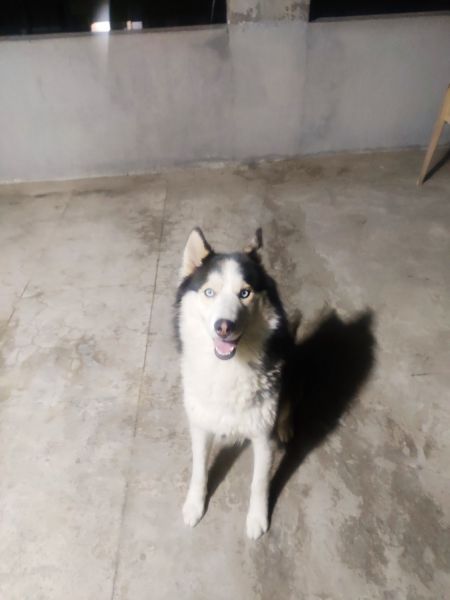 Want to rehome 3 yrs siberian husky