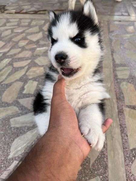 Siberian husky wooly coat blue eyes 4 puppys 3 male one female