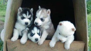 Adorable Siberian husky puppies