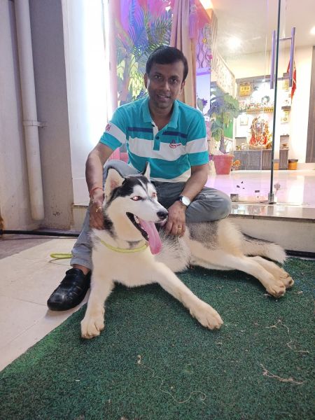 Siberian Husky 8month male