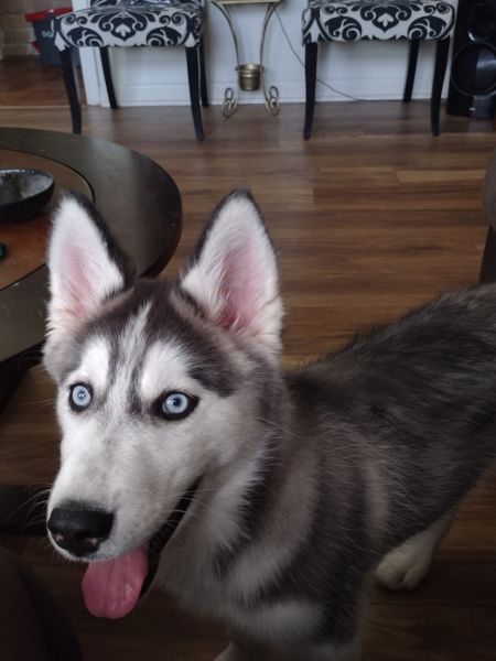 5 Month Siberian Husky 100%