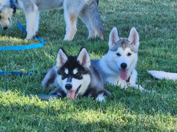 Adorable Husky puppies