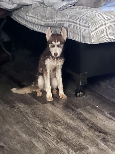 Siberian husky Puppy