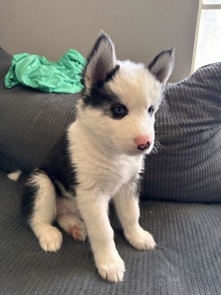 Purebred Siberian Husky, Female, 8 weeks