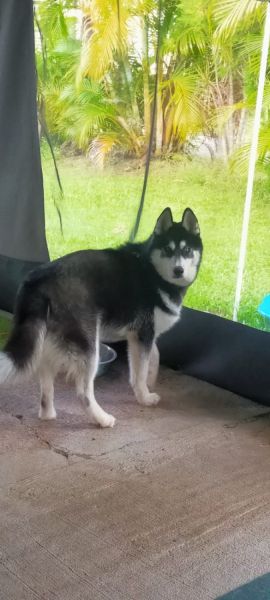 Beautiful Husky
