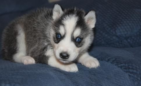 Purebred Siberian Husky puppies