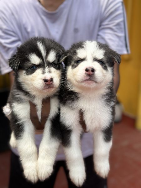 husky breed