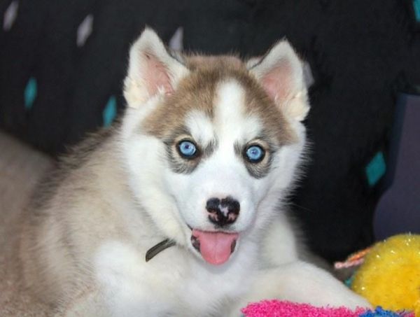 Siberian Husky Puppies ***