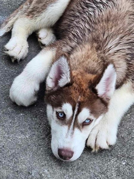 3 month old Siberian Husky