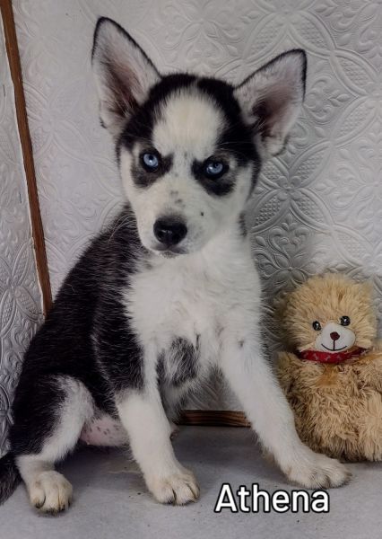 Siberian Husky Puppy Athena