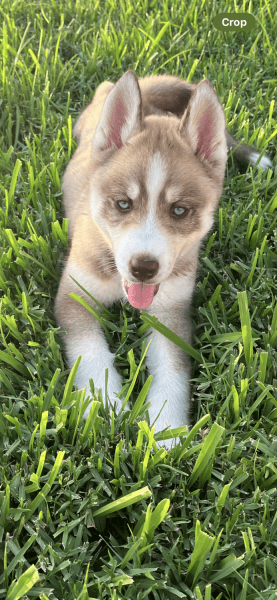 AKC Reg. Siberian Husky Puppies For Sale