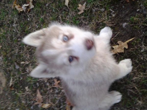 siberian husky puppy