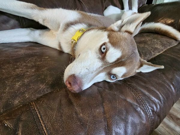 Rehoming Siberian Husky