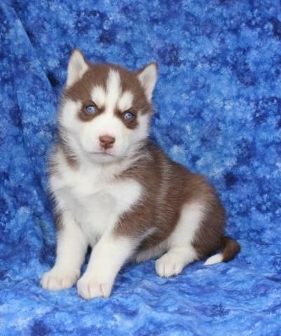 Cute male and female Siberian husky puppies