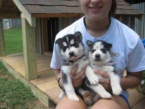 Siberian Husky Puppies.(***) ***-***0