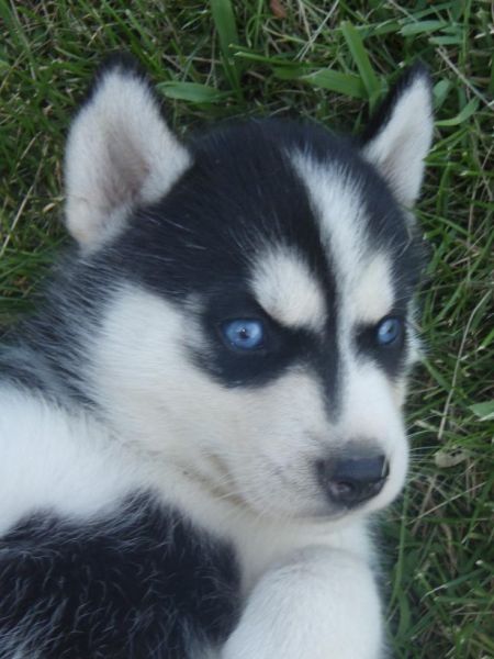 Blue Eyes Husky Puppies for adoption