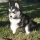 Siberian Husky Puppies for adoption