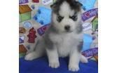 Siberian Husky for Adoption