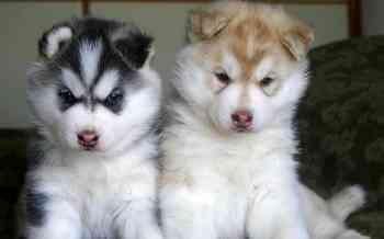Male And Female Siberians huskys Puppies