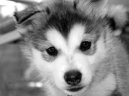 Good Looking Husky Puppie,s (***) ***-***2
