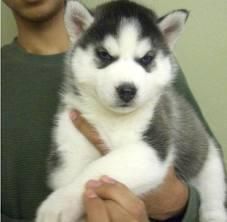 Good Looking Husky Puppie,s (***) ***-***2