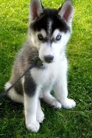 Good Looking Husky Puppie,s (***) ***-***2