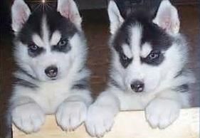 Siberian Husky Puppies Blue eyes Ready