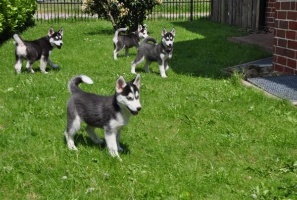 Margo ** 5 Male And Female Huskies Available **