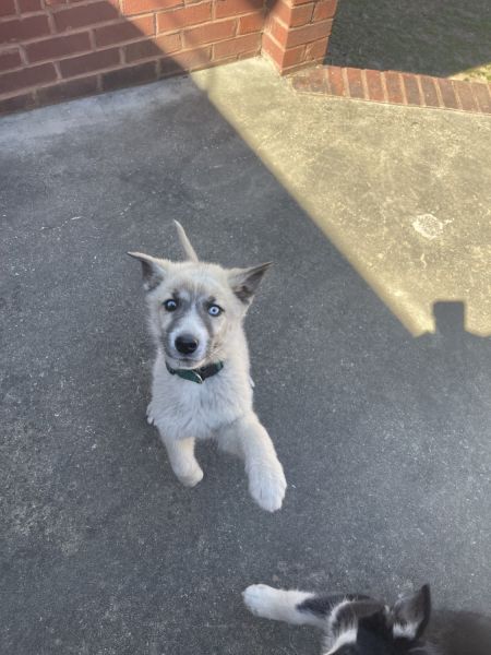 12 Week Old Husky Puppy