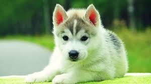 Good Looking Husky Puppie,s (***) ***-***2