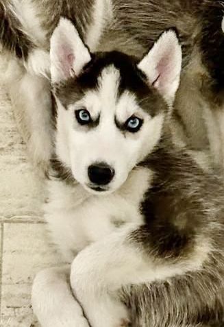 AKC SIBERIAN HUSKY PUPPIES