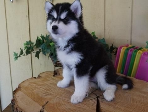 Siberian husky puppies for sale