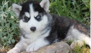 bchgf hgdg Siberian husky puppies for sale