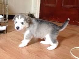 Siberian Husky Available For Sale Text ***