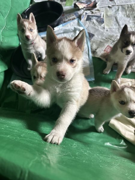 Pure bred Siberian husky pups