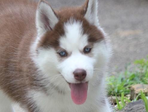 Hgfvh Siberian Husky Puppies For Sale