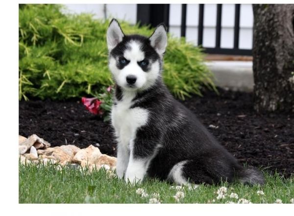 Siberian Husky Puppies Now (***) ***-***6