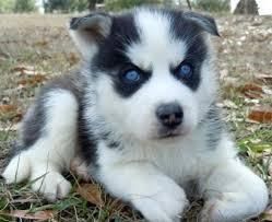 Good Looking Husky Puppie,s (***) ***-***2