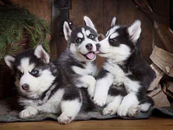 Beautiful male and female Blue eye Siberian husky puppies