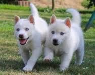 siberian husky puppies