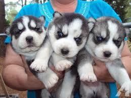 siberian husky puppies