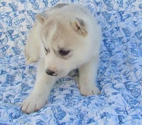 Handsome husky pups for you