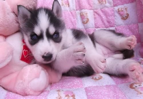 Registered huskey