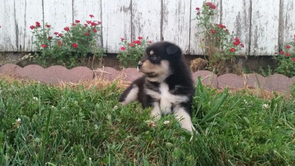 pomsky puppies
