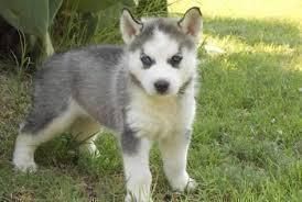 Beautiful Siberian Husky Puppies