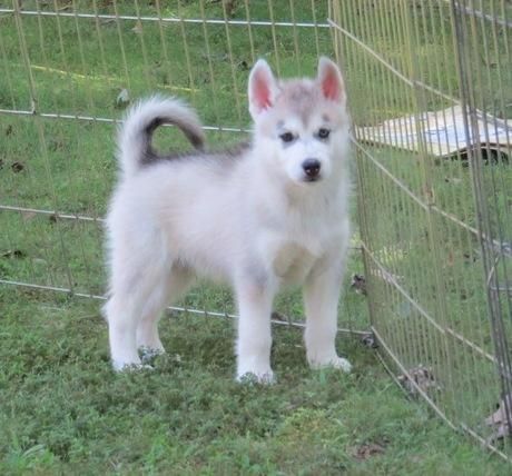 Outstanding Siberians Huskys Puppies